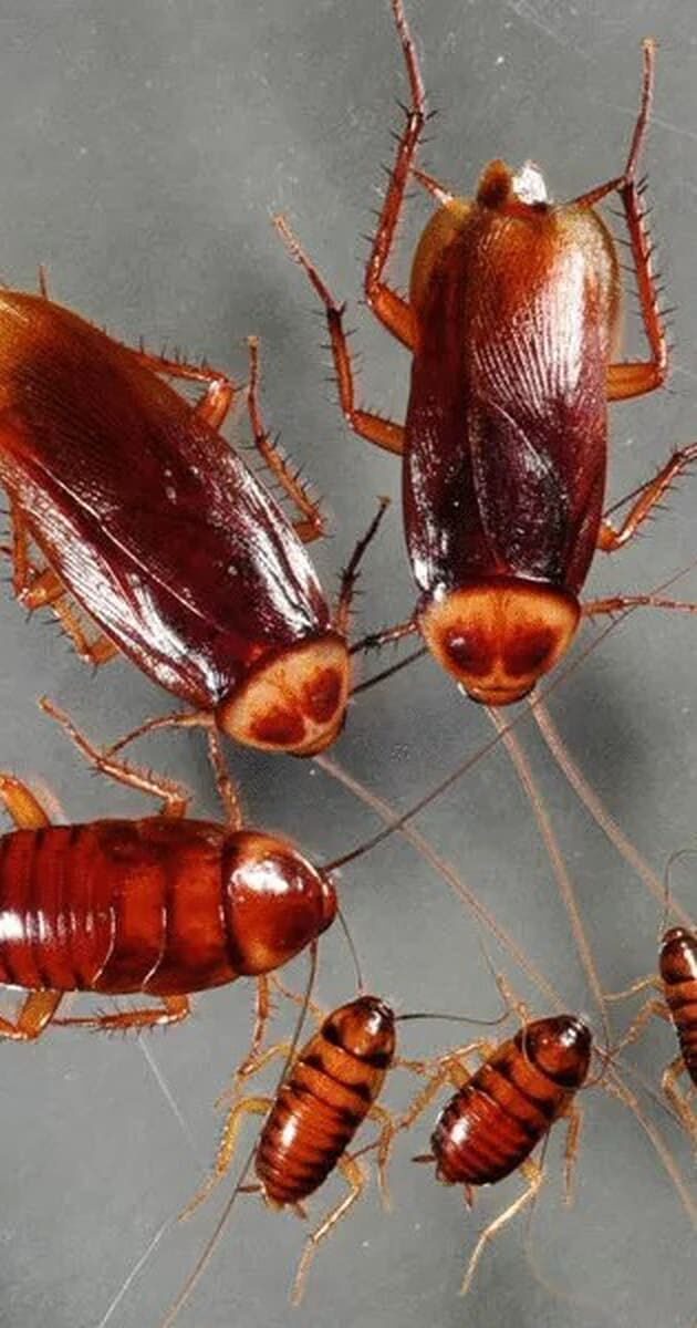 Controle de pragas urbanas - Formigas, baratas e insetos em Rio de Janeiro